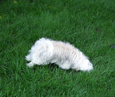 havanese barking problem coprophagia havanese fanciers of canada havanese barking problem coprophagia havanese fanciers of canada